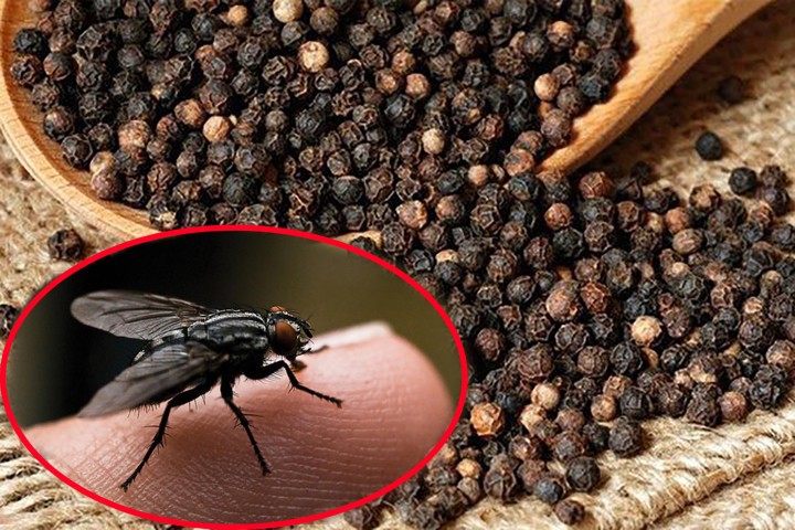 04 CÁCH ĐUỔI RUỒI RA KHỎI NHÀ HIỆU QUẢ – AN TOÀN